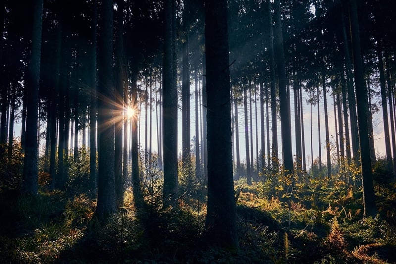 The Black Forest, Germany