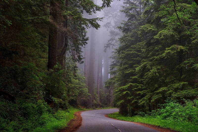 The Redwood National and State Parks, USA