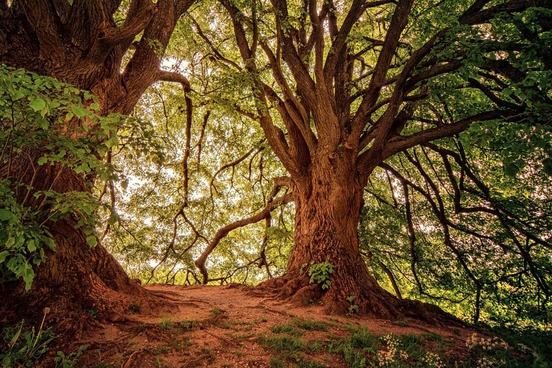 The Sherwood Forest, England